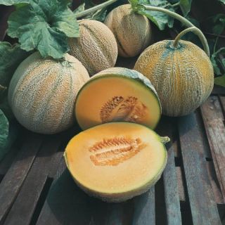 Summer of Melons Blend Thumbnail